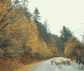 Road in Zagoria, Epirus
