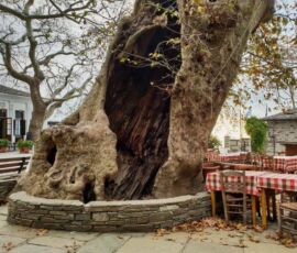 1,000 year old Plane tree in Pelion, motorcycle tour with MotoGreece